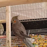 عروس هلندی|پرنده|رشت, سیا اسطلخ|دیوار