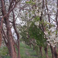 فروش-باغ-میوه