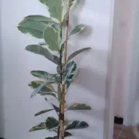 گیاه فیکوس ابلق
