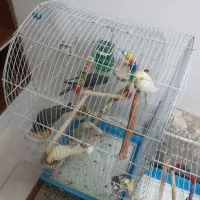 تعدادی عروس هلندی