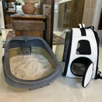 واگذاری گربه اسکاتیش|گربه|آمل, |دیوار