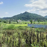 زمین جنگلی در گیلان بدون واسطه|فروش زمین و ملک کلنگی|لاهیجان, آهندان|دیوار