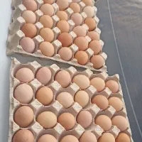تخم مرغ بومی محلی تازه