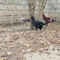 مرغ لاری اصیل|حیوانات مزرعه|گنبد کاووس, |دیوار