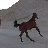 سلام کره اسب مادیون