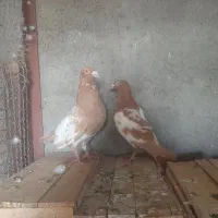 نر و ماده میولنز