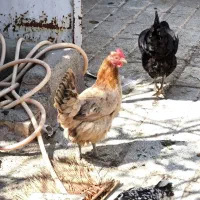 فروش مرغ گلین روستایی