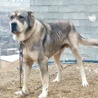 واگذاری سگ نگهبان و گله ای پژدر