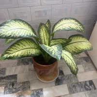 گل دیفن باغی