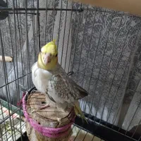 فروش عروس هلندی نرو ماده|پرنده|ری, ظهیرآباد|دیوار