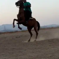 مادیون دره شوری
