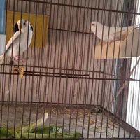 مرغ عشق ، تک و جفت|پرنده|تهران, جابری|دیوار