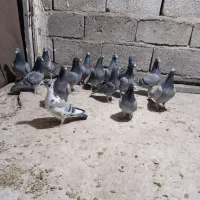 15نرکفتر مسافتی|پرنده|خاش, |دیوار