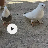 کفتر خوب طوقی|پرنده|محمدشهر, سیدآباد|دیوار