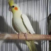 عروس هلندی|پرنده|نسیمشهر, |دیوار