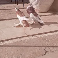 کفتر بادکنکی|پرنده|شهرضا, |دیوار