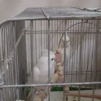 عروس هلندی آلبینو چشم شرابی