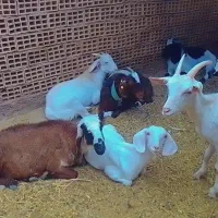 فروشی|حیوانات مزرعه|سده (خراسان جنوبی), |دیوار