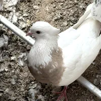 کفتر|پرنده|یزد, |دیوار