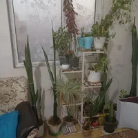 استند گل و انواع گل آپارتمانی|گل و گیاه طبیعی|بندر گناوه, |دیوار