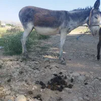 فروش الاغ ماده با کره نر