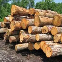 خرید و هرس کاری انواع درخت