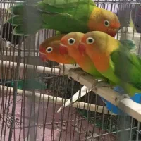 طوطی کوتوله جفت مولد و دو جوجه بالغ اماده جفتی۱۵۰۰