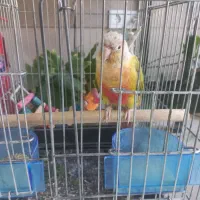 گرینچیک ماده