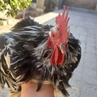 مرغ و خروس کوشین جوجه|حیوانات مزرعه|کرمان, |دیوار