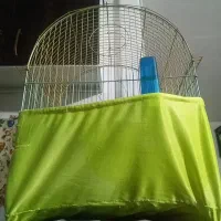 عروس هلندی پیدا شده