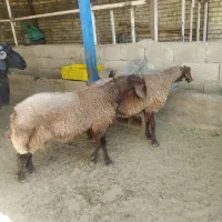 بره نر و ماده دوقلو