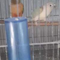 جفت گرینچیک کارداده