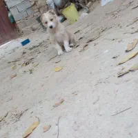 توله دورگ سرابی