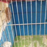 سه عدد قناری مست مست