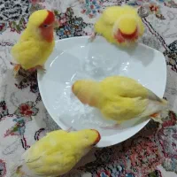 چهارتا طوطی برزیلی سخنگو|پرنده|شوشتر, |دیوار