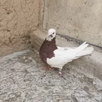 کفتر|پرنده|شیراز, ریاستی|دیوار