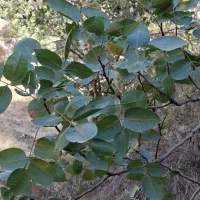کارگر برای هرس پسته