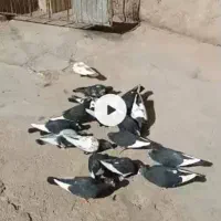 کبوترفروشی