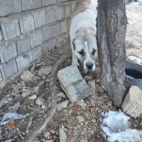 فروش  سگ الابای