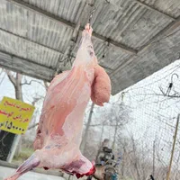 گوسفند بازدهی گوشت بالا