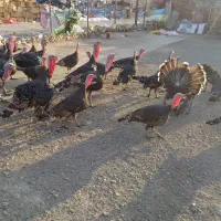 بوقلمون ماده برنز تخمگذار|حیوانات مزرعه|تهران, یافت آباد جنوبی|دیوار