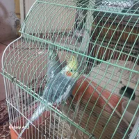 عروس هلندی جفت