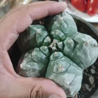 کاکتوس کیکو