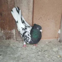 کفتر کله سیاه اصیل استان فارس|پرنده|شیراز, شهرک امیر کبیر|دیوار