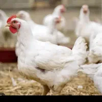 مرغ زنده با کالا برگ