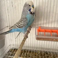 مرغ عشق انگلیسی گریدaدرجه ۱مولد