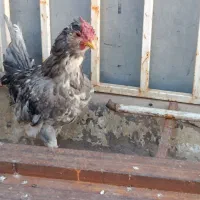 خروس‌گلین‌جوان