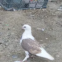 کفتر بحرینی درجایی