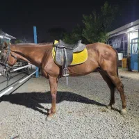 فروش اسب تروبرد