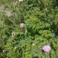 گل محمدی|گل و گیاه طبیعی|سنندج, |دیوار